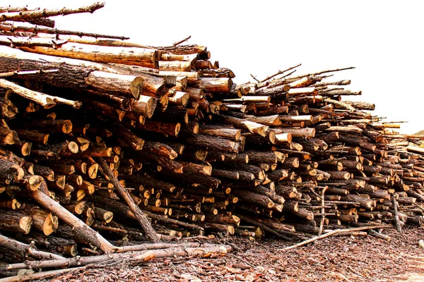 Troncos Cortados Esperando Ser Transportados Bosque Español Primavera —  Fotos de Stock