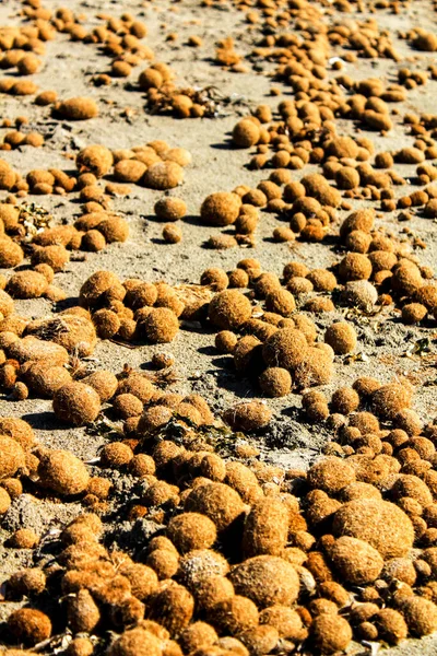 Droge Oceanische Posidonia Zeewier Ballen Het Strand Zand Textuur Een — Stockfoto
