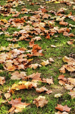 Çimenlerdeki kuru yaprakların renkli dokusu