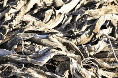 Kuru ve ölü Agave yapraklarının güneş altındaki dokusu