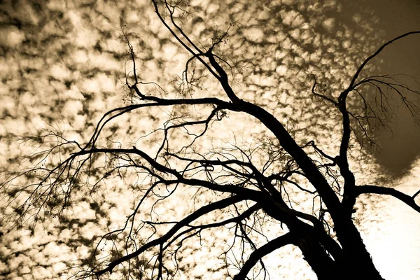 Spanya Altomumulus Bulutları Ağaç Siluetleri Ile Gökyüzü — Stok fotoğraf