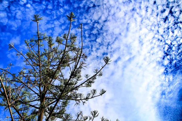 Pin Sous Ciel Avec Nuages Altocumulus Espagne — Photo