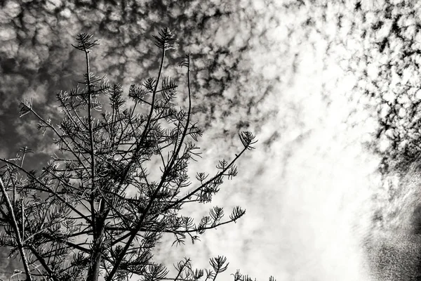 Sosna Pod Niebem Chmurami Altocumulus Hiszpanii — Zdjęcie stockowe