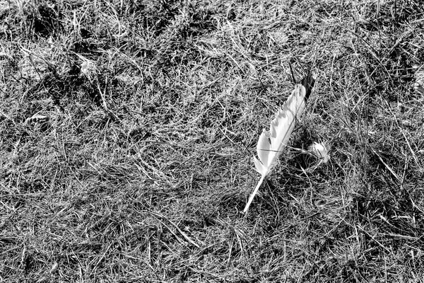 White Feather Dry Grass Texture Sun Monochrome Image — Stock Photo, Image