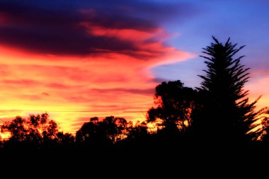 Ormanda pembe renkte muhteşem bir gün batımı.