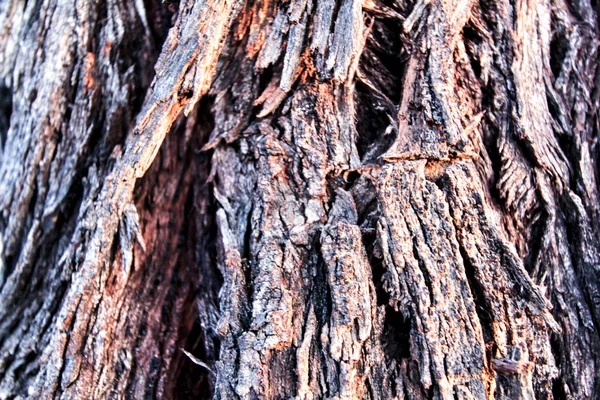 Damaged Diseased Bark Eucalyptus Tree Texture Mountain — Stock Photo, Image