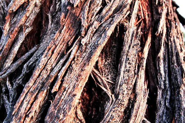 Damaged Diseased Bark Eucalyptus Tree Texture Mountain — Stock Photo, Image