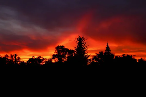 Nádherný Západ Slunce Ohnivou Barvou Lese — Stock fotografie