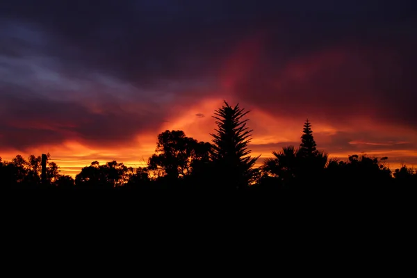 森の中で火の色を持つ壮大な夕日 — ストック写真