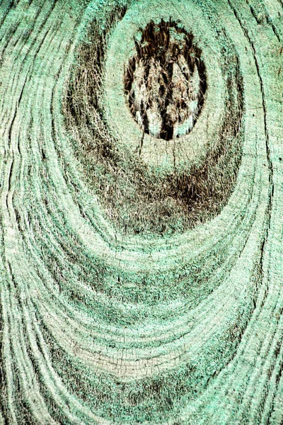 Textura Colorida Del Anillo Del Tronco Del Árbol Cortado Bosque — Foto de Stock