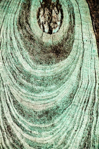Kolorowe Cięcia Drzewa Pnia Pierścień Tekstury Lesie — Zdjęcie stockowe