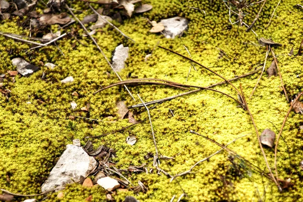 Färgglada Polytrichum Kommun Struktur Skogen Vintern — Stockfoto