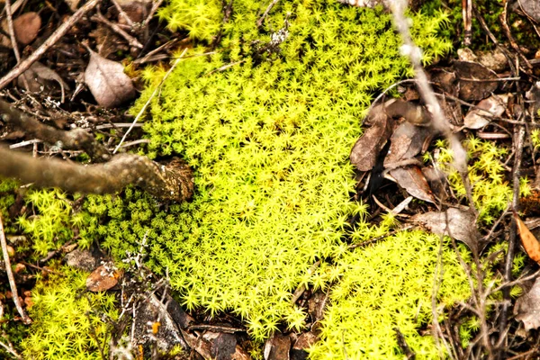 Textura Colorida Polytrichum Commune Bosque Invierno —  Fotos de Stock
