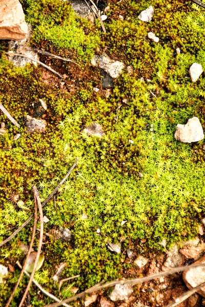 Színes Polytrichum Kommuna Textúra Erdőben Télen — Stock Fotó