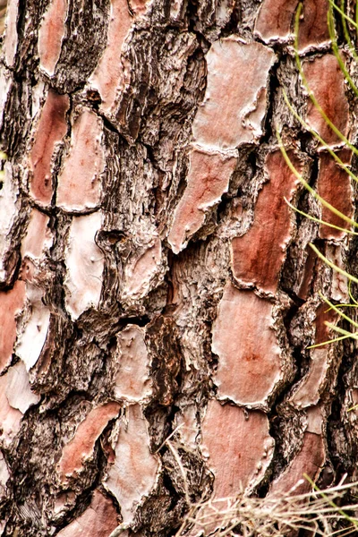 Beautiful Pine Bark Texture Forest Winter — Stock Photo, Image
