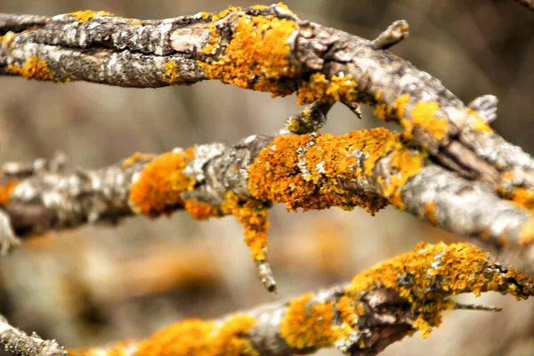 Kolorowe Suche Gałęzie Drzew Teksturą Mchu Górach Zimie — Zdjęcie stockowe
