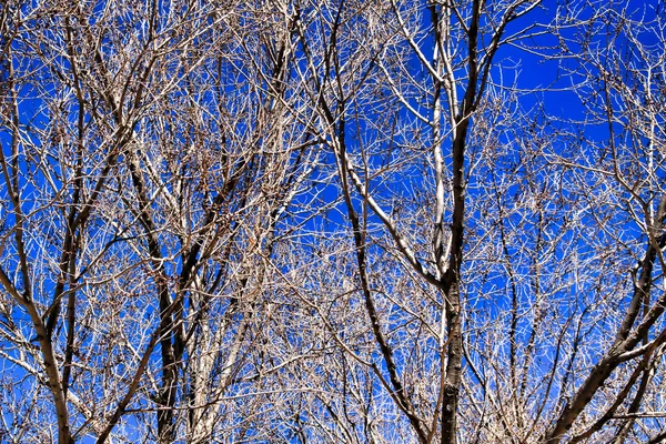 Seco Branch Textura Sob Céu Azul Inverno — Fotografia de Stock