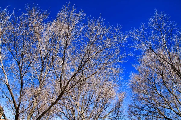 Kışın Mavi Gökyüzünün Altında Kuru Dal Dokusu — Stok fotoğraf
