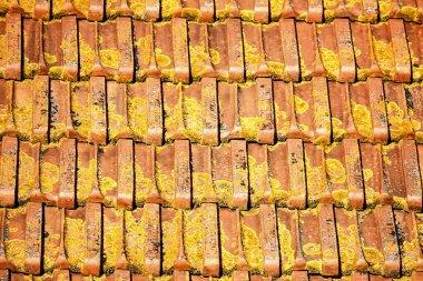 Lizbon 'daki evde kuru yosunlu kırmızı kiremitli çatı