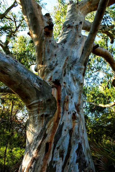 Dry Tree Trunks Green Vegetation Forest — Stock Photo, Image