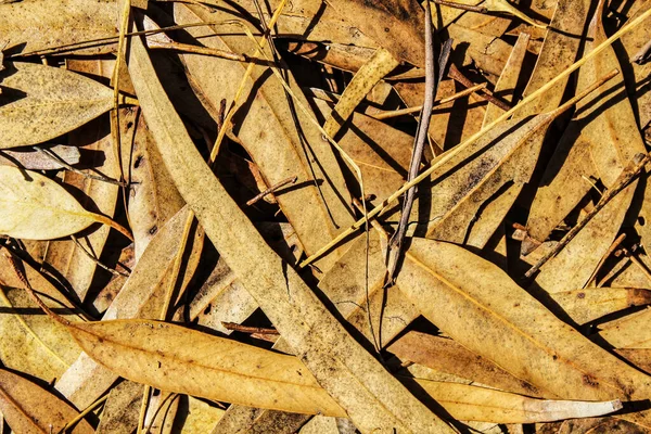 Sucho Hnědá Listy Textury Podlaze Podzim — Stock fotografie