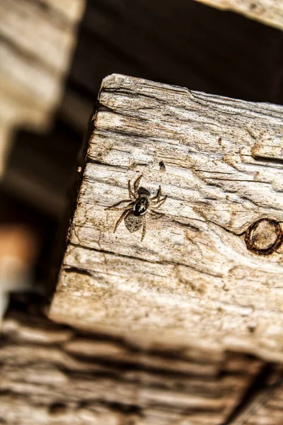 Kleine Spinne Auf Holzbrett Unter Der Sonne — Stockfoto