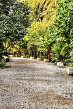 Elche 'deki güzel ve yapraklı belediye parkı palmiye ağaçları arasında. Elche, Alicante, İspanya.