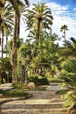 Elche 'deki güzel ve yapraklı belediye parkı palmiye ağaçları arasında. Elche, Alicante, İspanya.