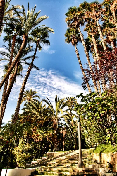 Schöner Und Grüner Stadtpark Elche Zwischen Palmen Elche Alicante Spanien — Stockfoto