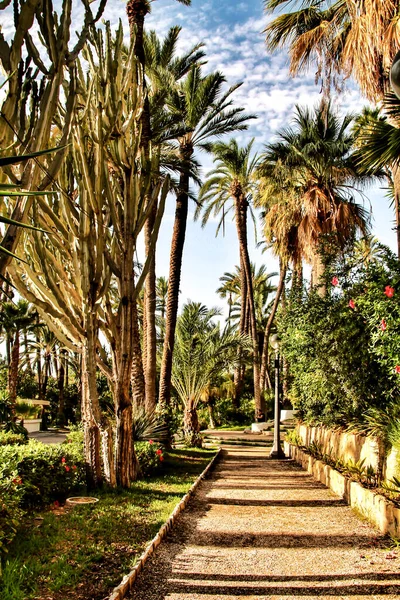 Chemin Entre Palmiers Dans Verger Elche Patrimoine Mondial — Photo