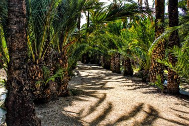 Elche bahçesindeki palmiye ağaçları arasında yol. Dünya mirası..