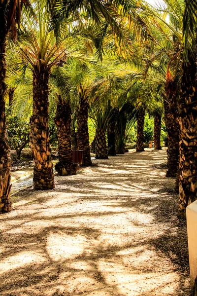 Pad Tussen Palmbomen Een Boomgaard Van Elche Wereld Erfgoed — Stockfoto