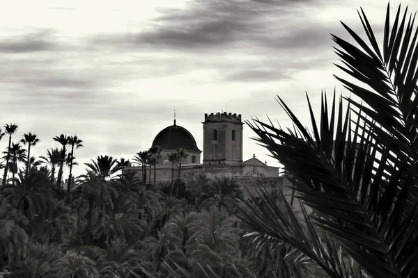 Santa Maria Kilisesi Elche Açık Gökyüzünün Altında Palmiye Ağaçlarıyla Çevrili — Stok fotoğraf