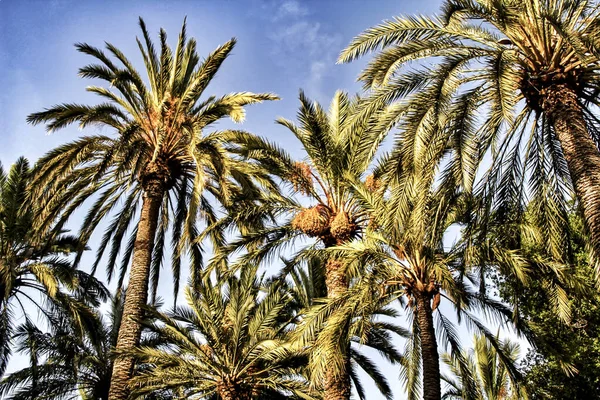 Elche Deki Güzel Yapraklı Belediye Parkı Palmiye Ağaçları Arasında Elche — Stok fotoğraf