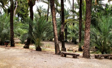 Elche bahçesindeki palmiye ağaçları arasında sulama kanalı. Dünya mirası..