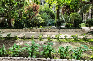Elche 'deki güzel ve yapraklı belediye parkı palmiye ağaçları arasında. Elche, Alicante, İspanya.