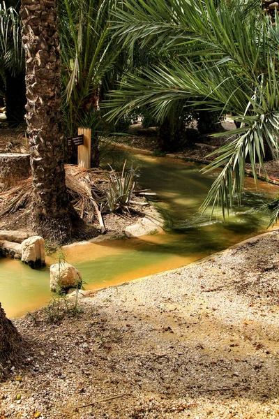 Irrigation Canal Palm Trees Orchard Elche World Heritage — Stock Photo, Image