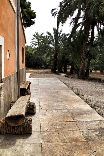 Maison Typique Colorée Dans Verger Palmiers Elche Espagne Par Une — Photo