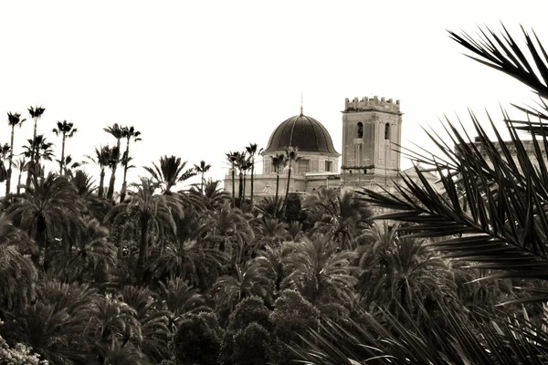 Церковь Санта Мария Окружена Пальмовой Рощей Ясным Небом Эльче — стоковое фото