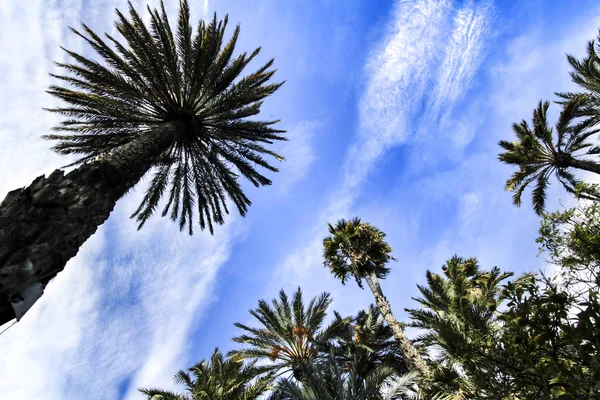 Elche Deki Güzel Yapraklı Belediye Parkı Palmiye Ağaçları Arasında Elche — Stok fotoğraf