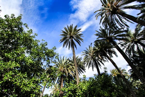 Belo Frondoso Parque Municipal Elche Entre Palmeiras Elche Alicante Espanha — Fotografia de Stock