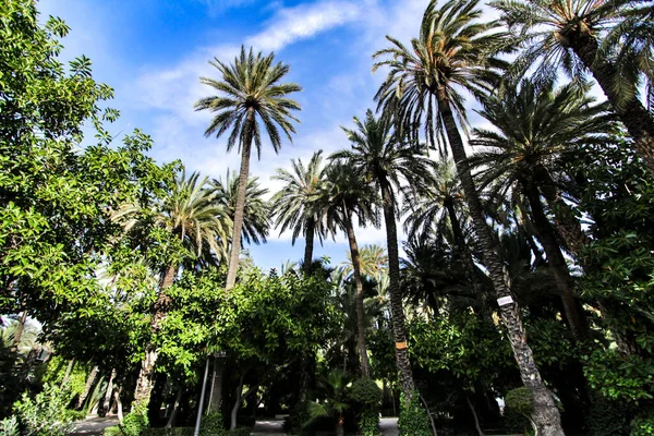 Gyönyörű Lombos Városi Park Elche Között Pálmafák Elche Alicante Spanyolország — Stock Fotó