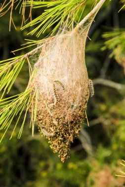 İlkbaharda bir çam ağacındaki yuvada işlenmiş solucanlar