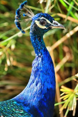 Guardamar, Alicante, İspanya 'daki Reina Sofia parkında renkli tavus kuşları