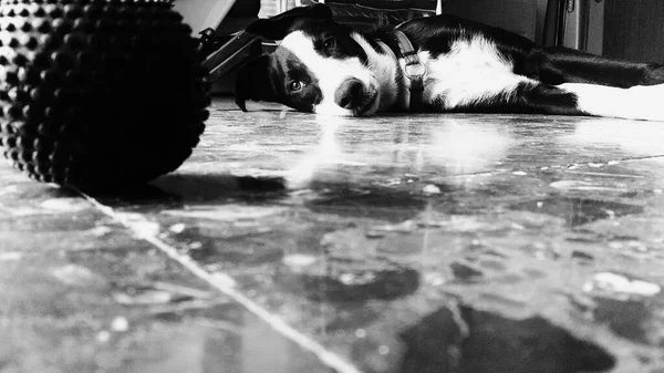 Puppy Dog Lying Bored Waiting Ball Thrown Monochrome Picture — Stock Photo, Image