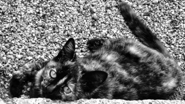 Beautiful Cat Sunbathing Summer — Stock Photo, Image