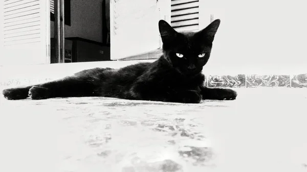 Чёрная Кошка Отдыхает Солнцем Зимний День Санта Поле Испания — стоковое фото
