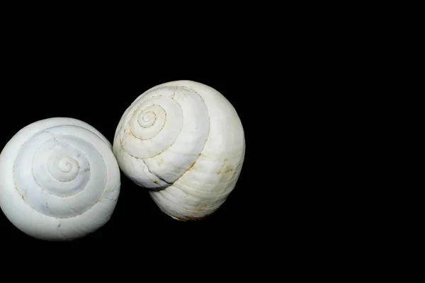 Macro Fotografía Conchas Caracol Blanco Sobre Fondo Negro — Foto de Stock