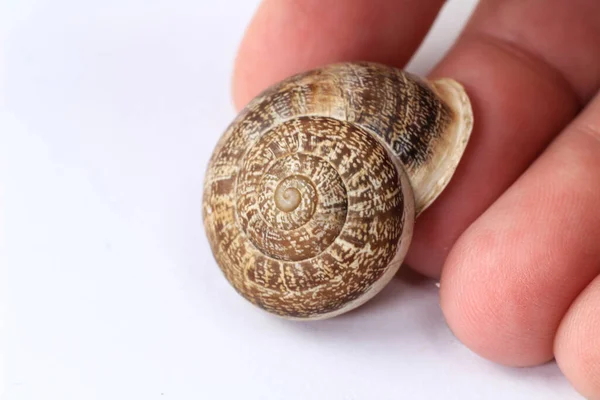 Mano Sosteniendo Caparazón Caracol Marrón Sobre Fondo Blanco Macro Fotografía — Foto de Stock