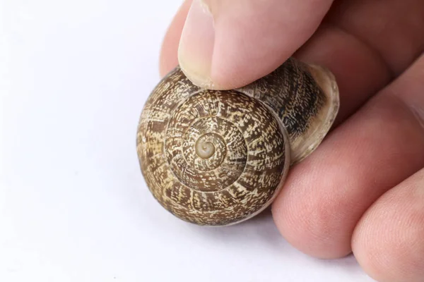 Mano Sosteniendo Caparazón Caracol Marrón Sobre Fondo Blanco Macro Fotografía —  Fotos de Stock